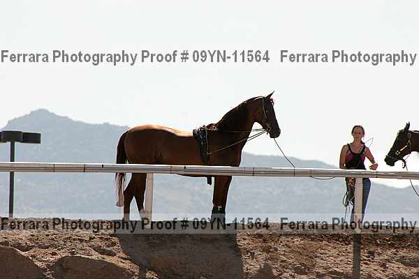 Proof 09yn-11564