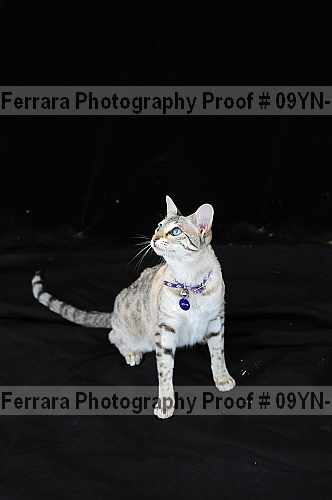 Proof 09yn-17429