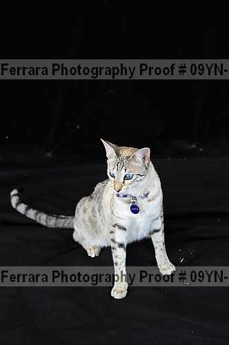 Proof 09yn-17431
