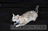 09yn-17436 proof
