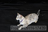 09yn-17439 proof