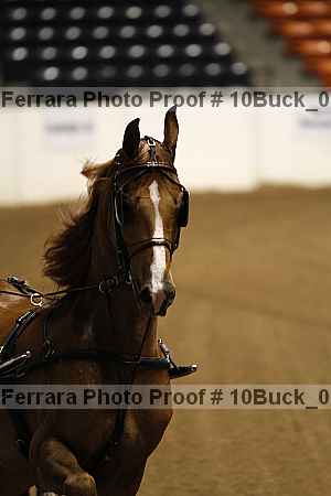 Proof 10buck_0009