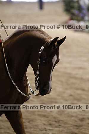 Proof 10buck_0366