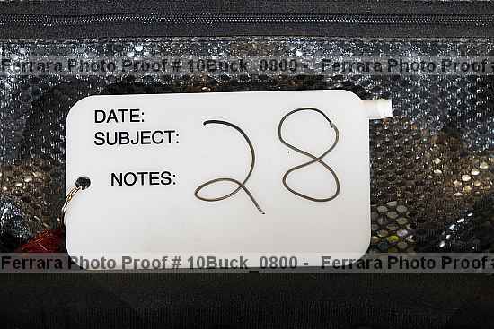 Proof 10buck_0800