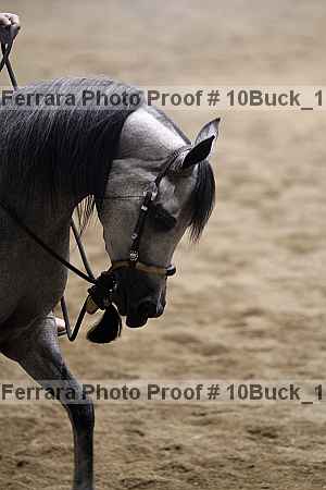 Proof 10buck_1043