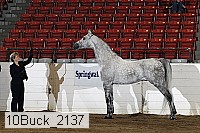 10buck_2137 proof