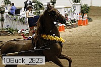 10buck_2823 proof