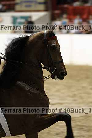Proof 10buck_3170