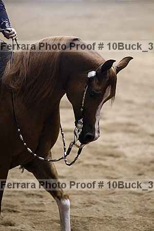 Proof 10buck_3330