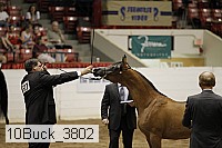 10buck_3802 proof