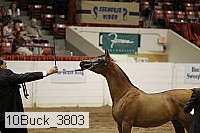 10buck_3803 proof