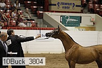 10buck_3804 proof