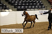 10buck_3806 proof