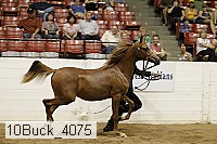 10buck_4075 proof