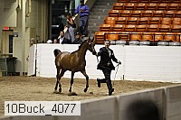 10buck_4077 proof