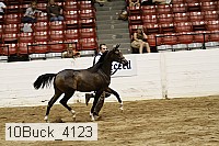 10buck_4123 proof