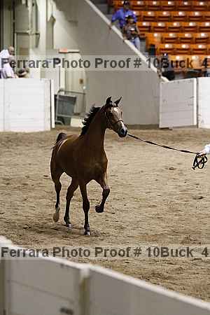 Proof 10buck_4138