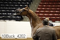 10buck_4202 proof