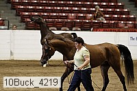 10buck_4219 proof