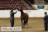 10buck_4229 proof