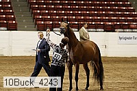 10buck_4243 proof
