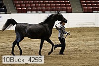10buck_4256 proof