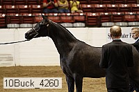 10buck_4260 proof