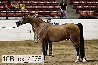 10buck_4275 proof