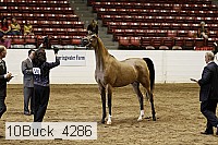 10buck_4286 proof
