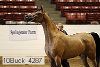 10buck_4287 proof