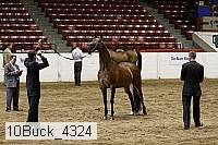 10buck_4324 proof