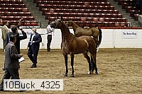 10buck_4325 proof