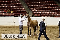 10buck_4329 proof