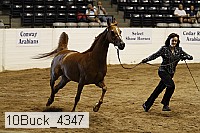 10buck_4347 proof