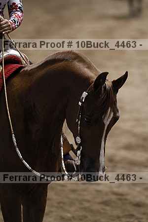 Proof 10buck_4463