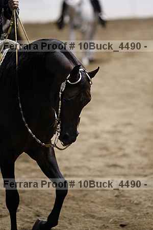 Proof 10buck_4490