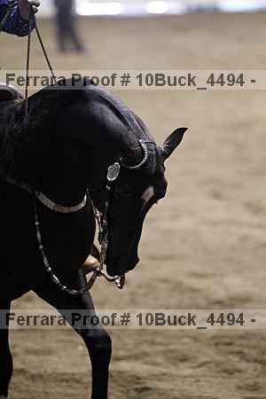 Proof 10buck_4494