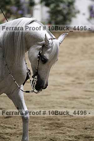 Proof 10buck_4496