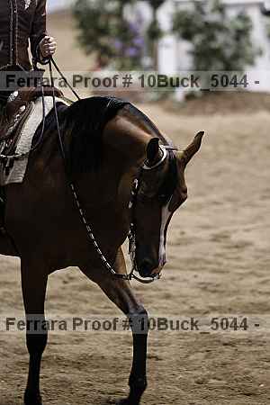 Proof 10buck_5044