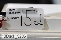 10buck_5236 proof
