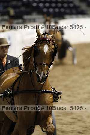 Proof 10buck_5425