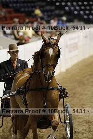 Proof 10buck_5431