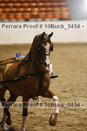 Proof 10buck_5454