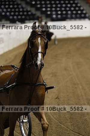 Proof 10buck_5582