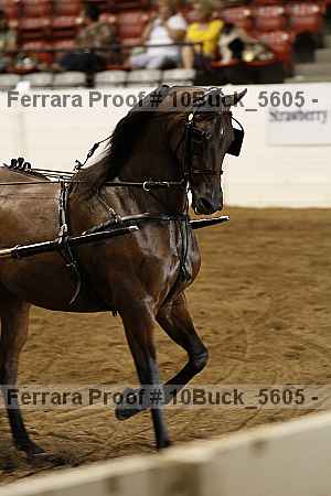 Proof 10buck_5605