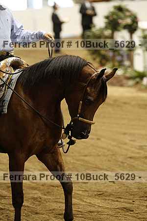 Proof 10buck_5629