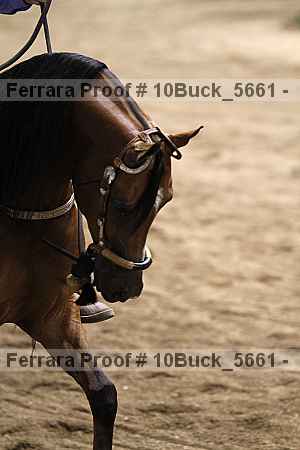 Proof 10buck_5661