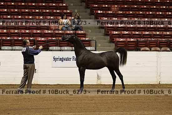 Proof 10buck_6273