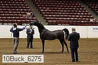 10buck_6275 proof