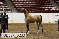 10buck_6288 proof